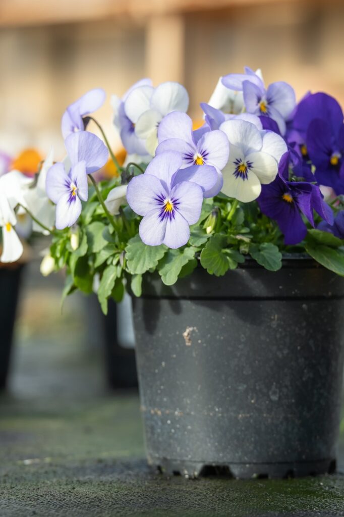 Purple, lavender and white pansies in a flower pot