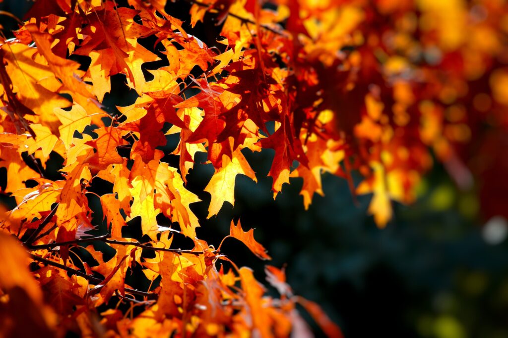 Orange and gold oak leaves