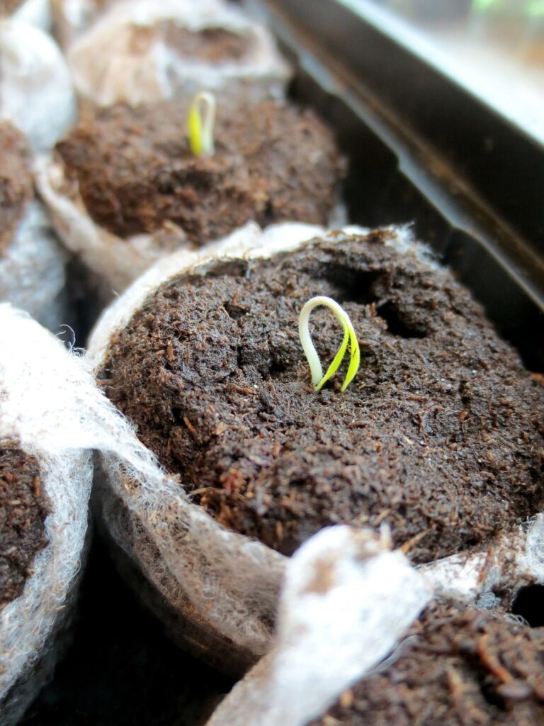Tiny seedlings emerge from soil