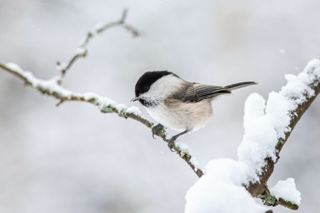 Small bird perched on a branch in winter