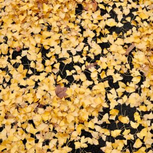 A golden carplet of fallen ginkgo leaves