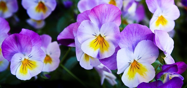 Cheerful pruple, white and yellow pansies