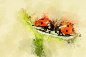 Watercolor of lady bugs by Olivia Garcia-Hassell