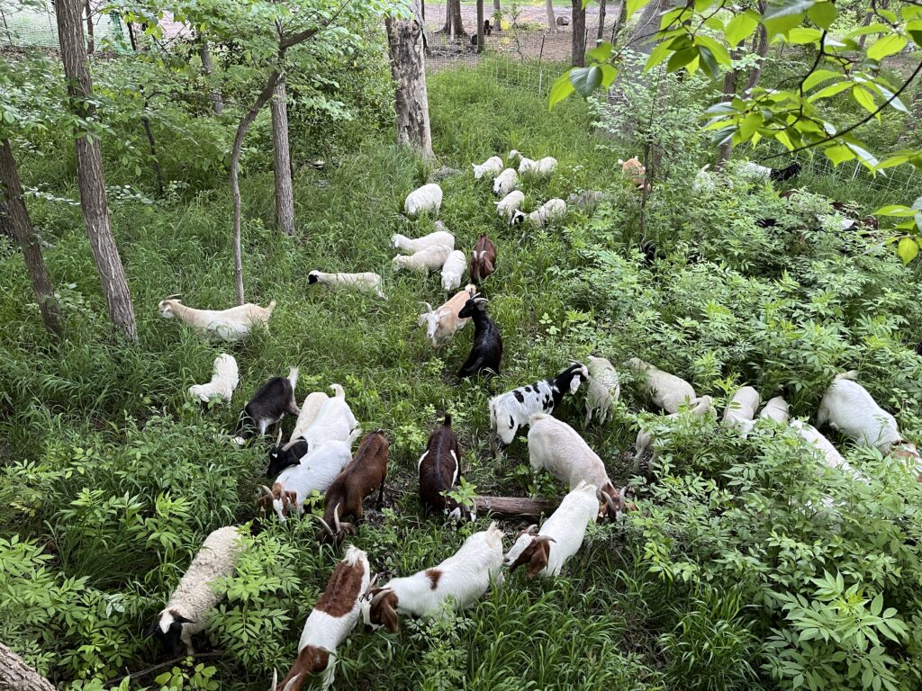 Goats eating vegetation at the Native Texas Boardwalk