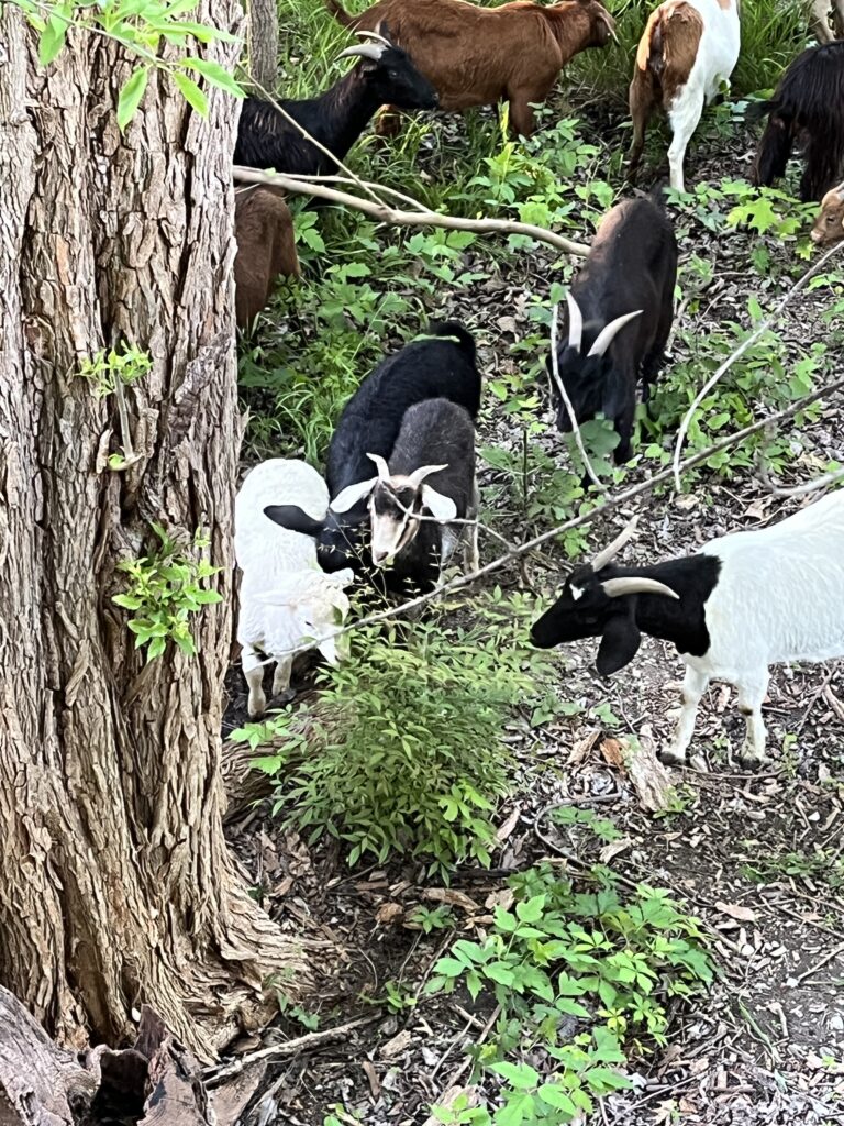 goats eating Nandina domestica