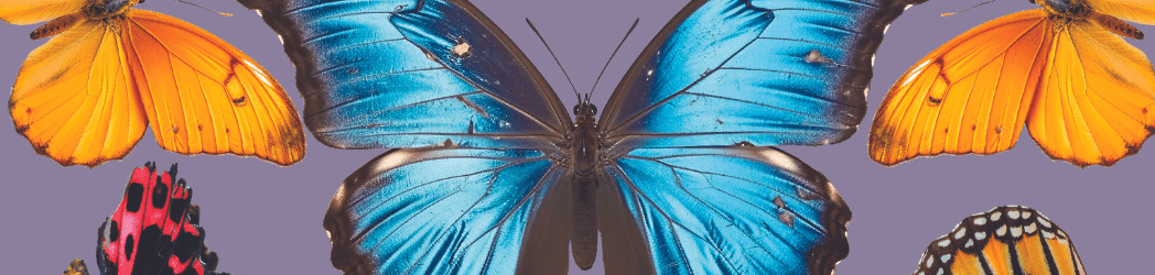 Ala de mariposa azul, Elder Scrolls