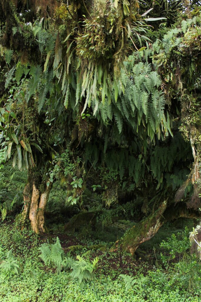 Photo of forest in Colombia featuring multiple species of ferns