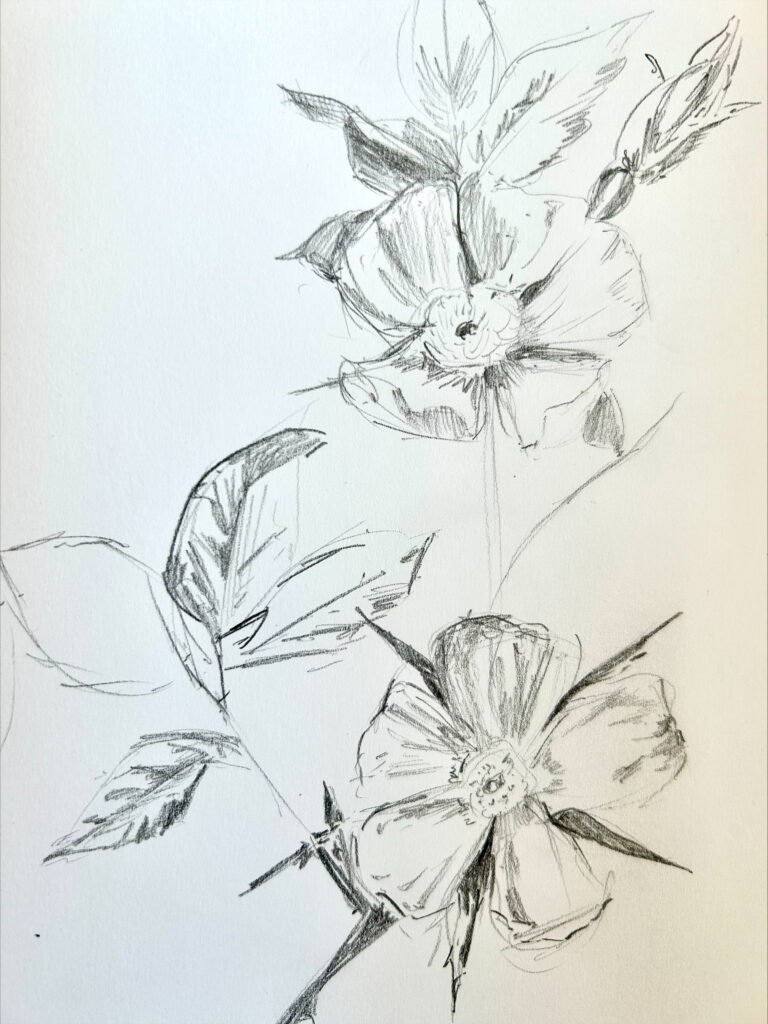 Sketch of flowers in pencil on paper by Erika Duque Scully