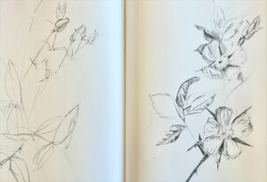 Sketch of flower in pencil in a notebook by Erika Duque Scully