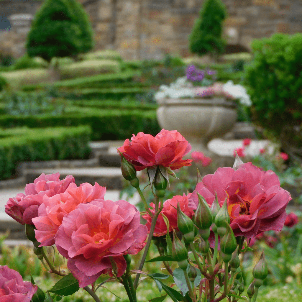 Pink roses in bloom in the Rose Garden.