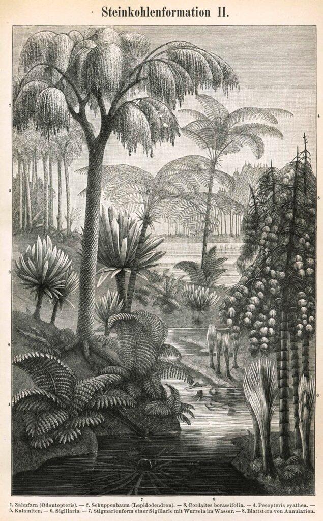 Black and white illustration of Plants of the Carboniferous