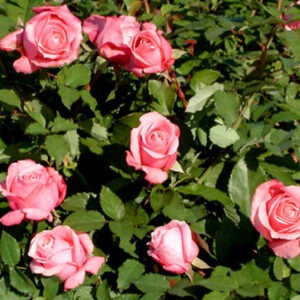 Belinda's Dream Rose -- a favorite in North Texas
