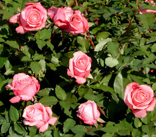 Belinda's Dream -- an Earth-Kind rose -- rosy pink blooms against dark green leaves