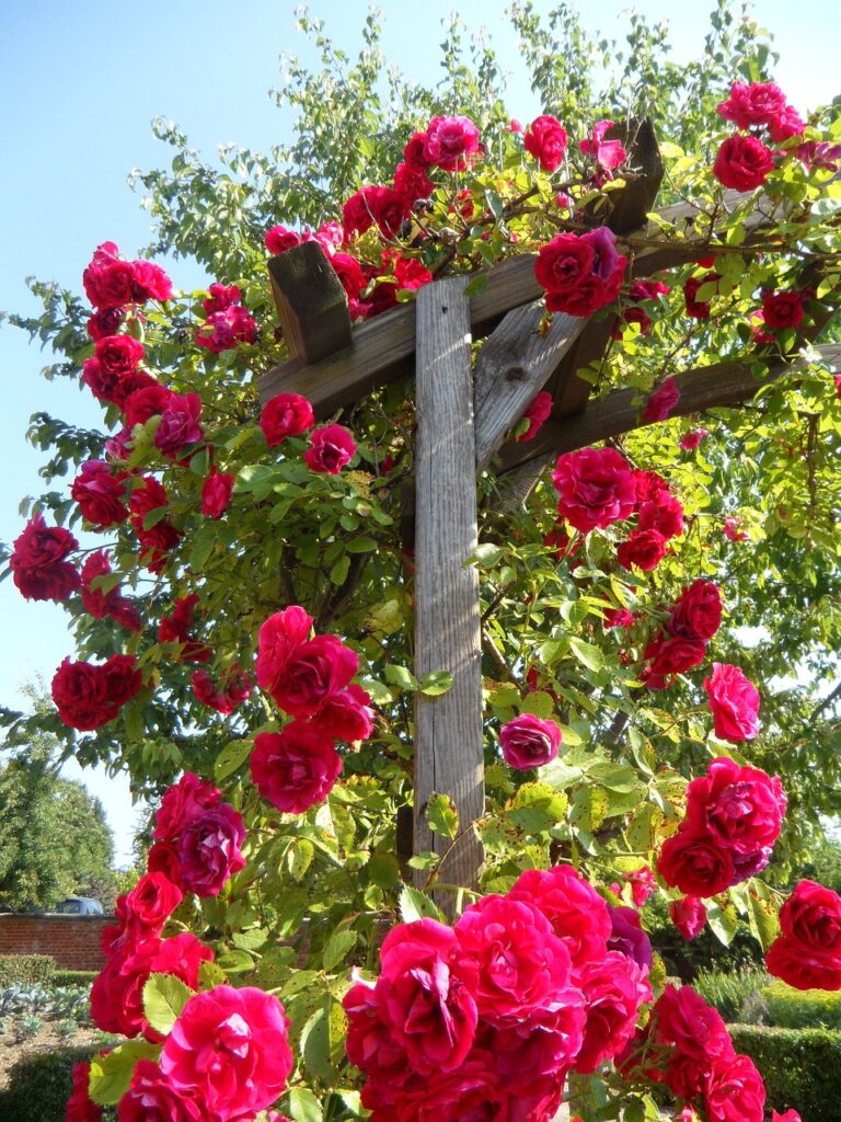 Red climbing roses cover a wooden trellis