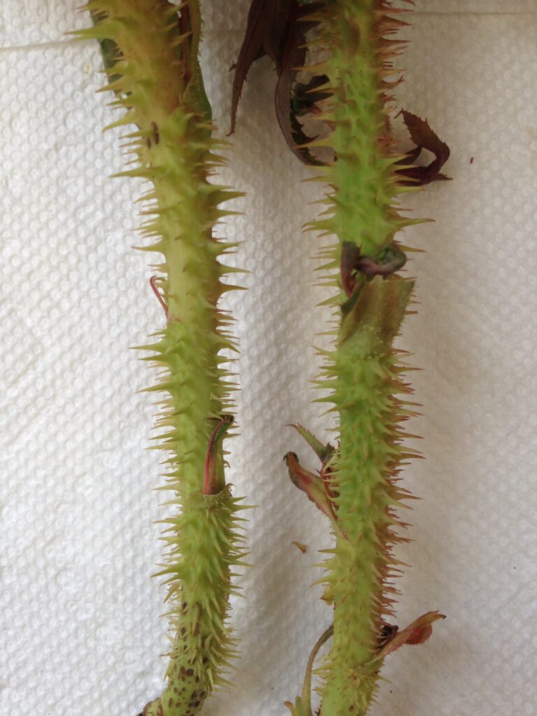 Excessive thorns on rose with rose rosette disease