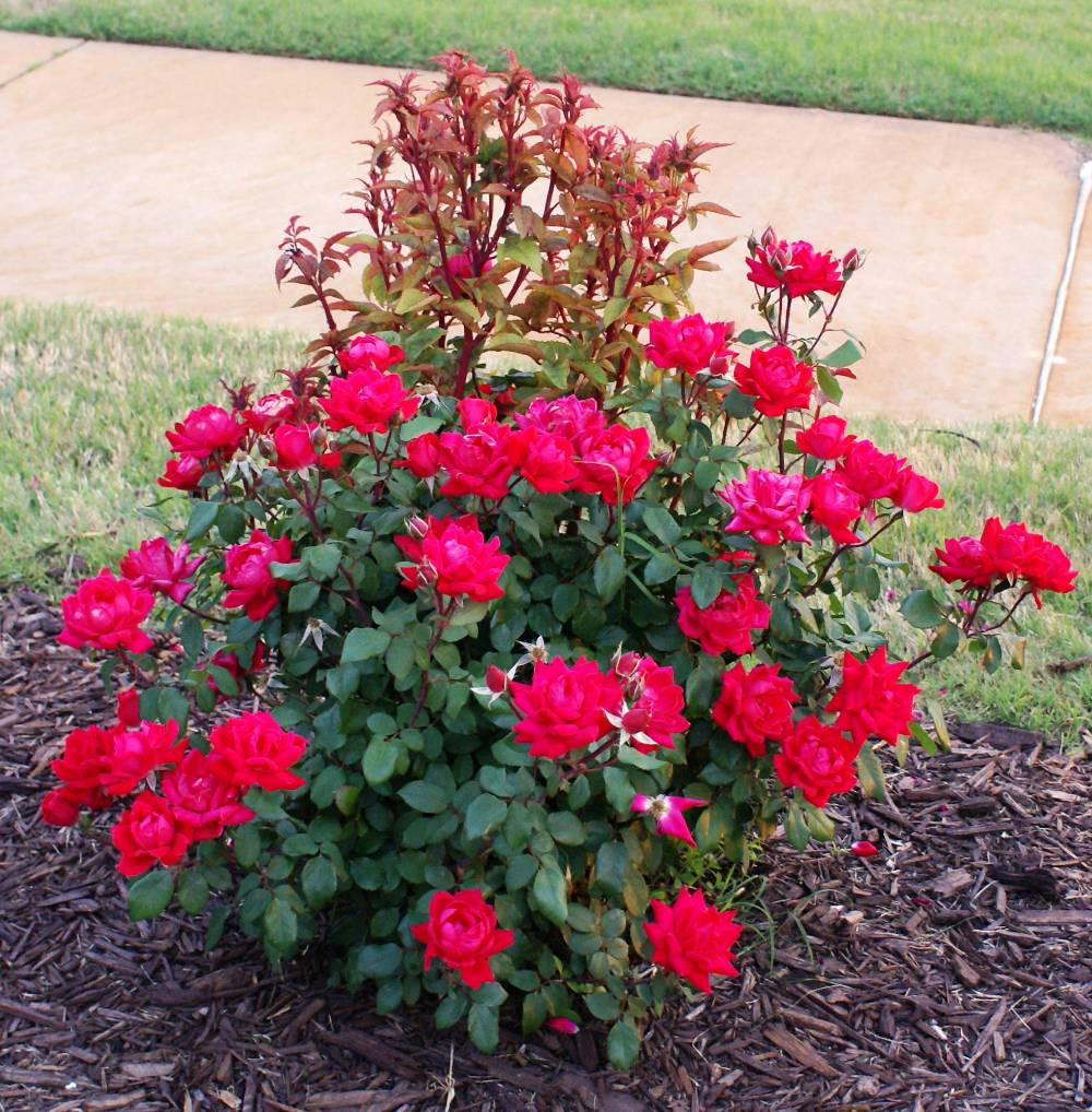 Unnatural growth in this red rose bush is a sign of rose rosette disease