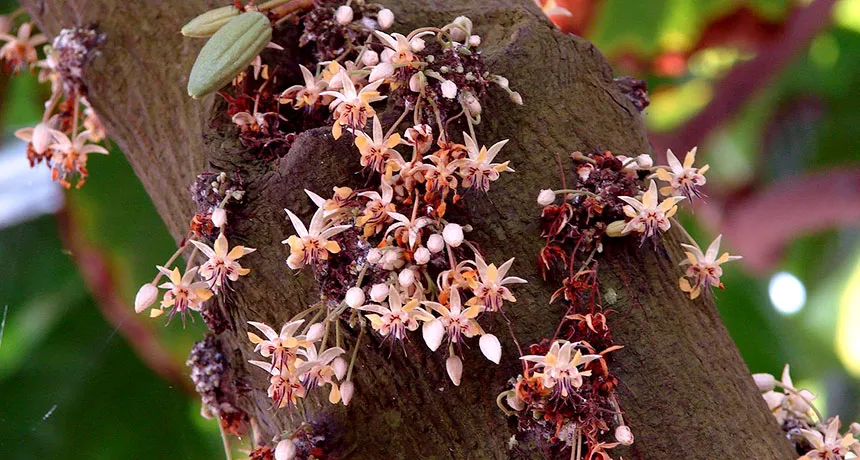 Pale peach blooms of cacao flowers against dark brown bark