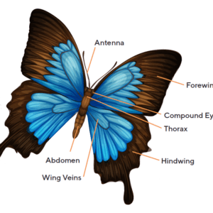 Butterfly anatomy