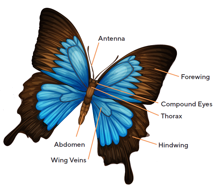 Anatomy of a butterfly