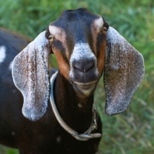 Brown goat with floppy ears