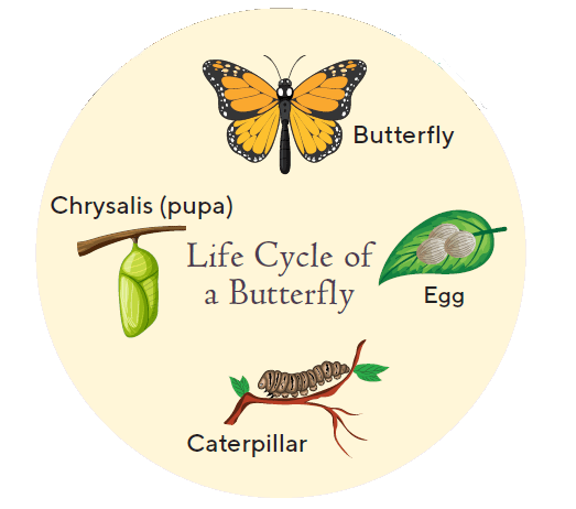 LIfe Cycle of a Butterfly