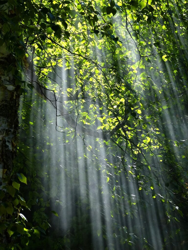 Light streaming into a forest