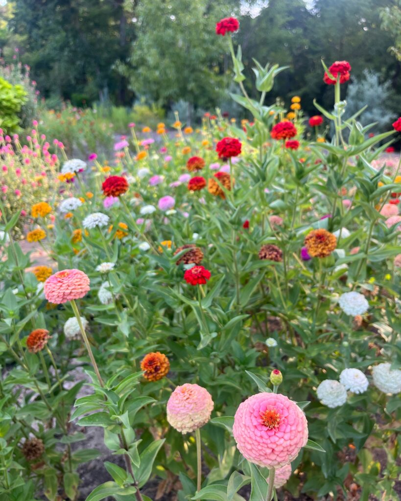 Colorful zinnias growing along Old Garden Road, 2023.