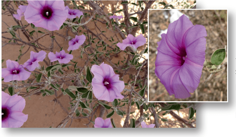 Ipomoea cicatricosa from Plants of Somaliland