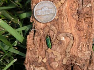 Emerald ash borer beetle on a damaged ash tree
