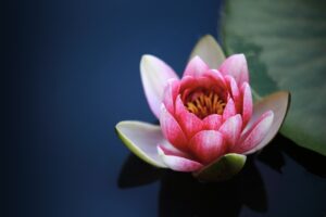 Pink water lily floating on a dark blue pond