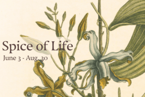 Spice of Life - art exhibit image