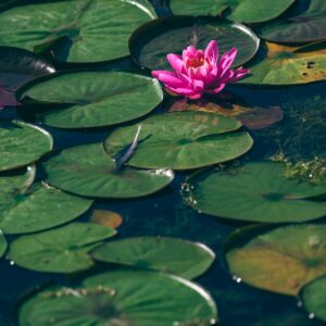 Blooming pink water lily in pond