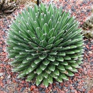 Agave victoriae-reginae