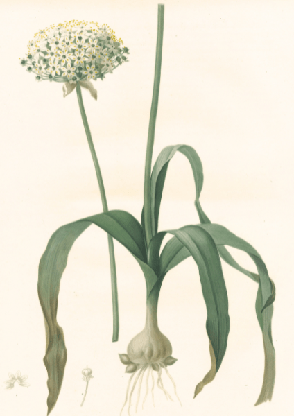 Pierre-Joseph Redoute - Allium nigrum - Spice of Life Exhibit