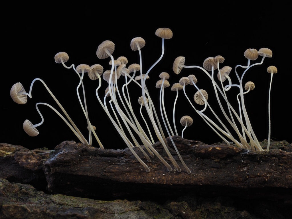 Scanning electron microscope image of new species of Mycena sect. Viscipelles