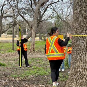 TCU Students measuring trees in urban forest study