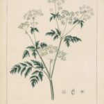 A hand-colored lithograph of the plant Conium maculatum, or poison hemlock -- an illustration within Joseph Carson's 1847 book, "Illustrations of Medical Botany."