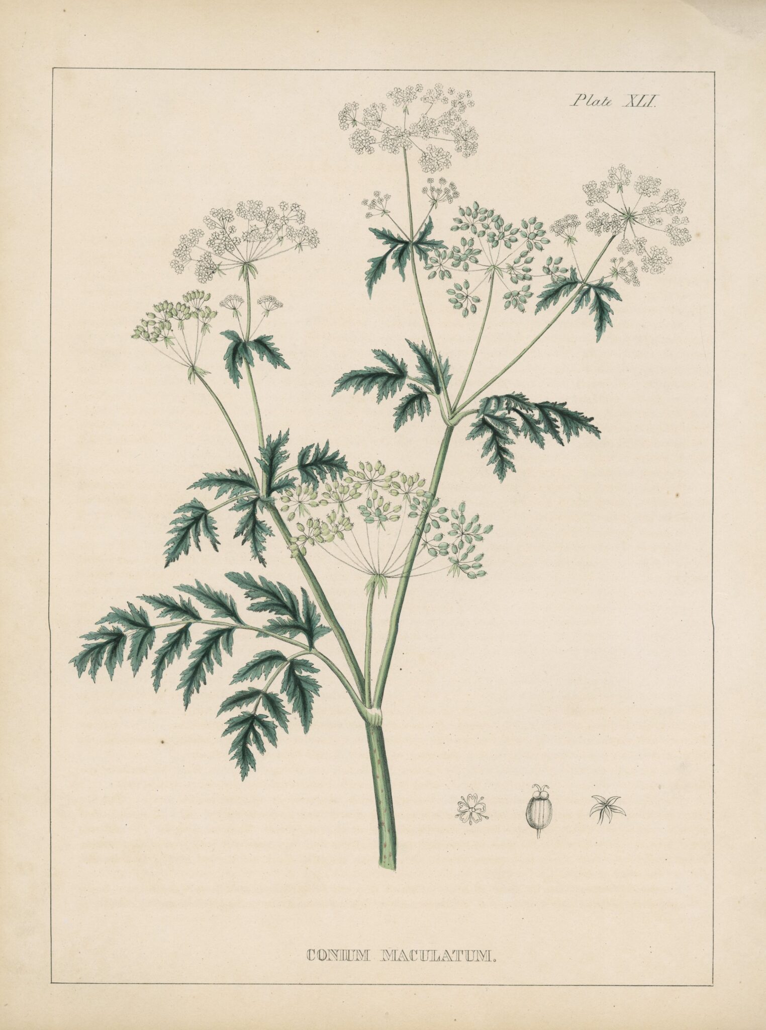 A hand-colored lithograph of the plant Conium maculatum, or poison hemlock -- an illustration within Joseph Carson's 1847 book, "Illustrations of Medical Botany."