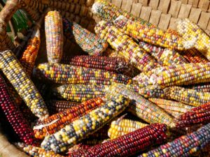 Pile of colorful corn cobs