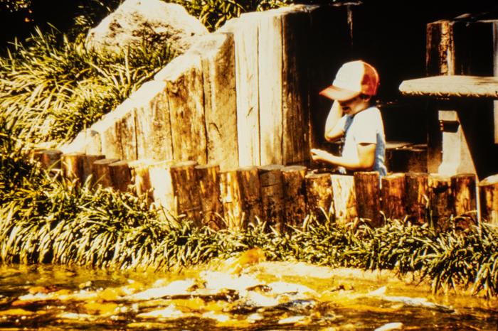 A little boy feeds the koi fish in the Japanese Garden ca 1973