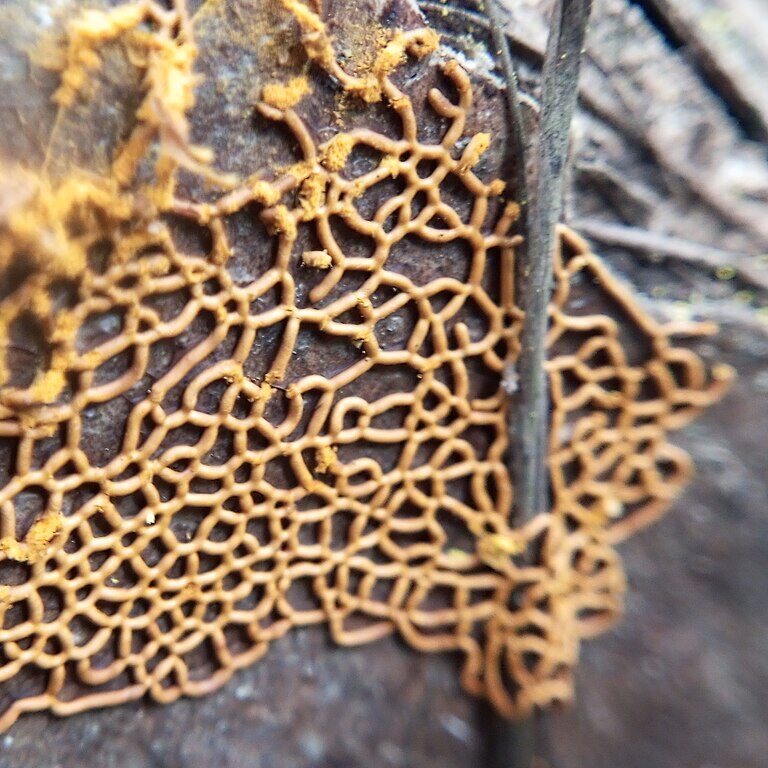 Hemitrichia serpula slime mold, aka "Pretzel slime mold"