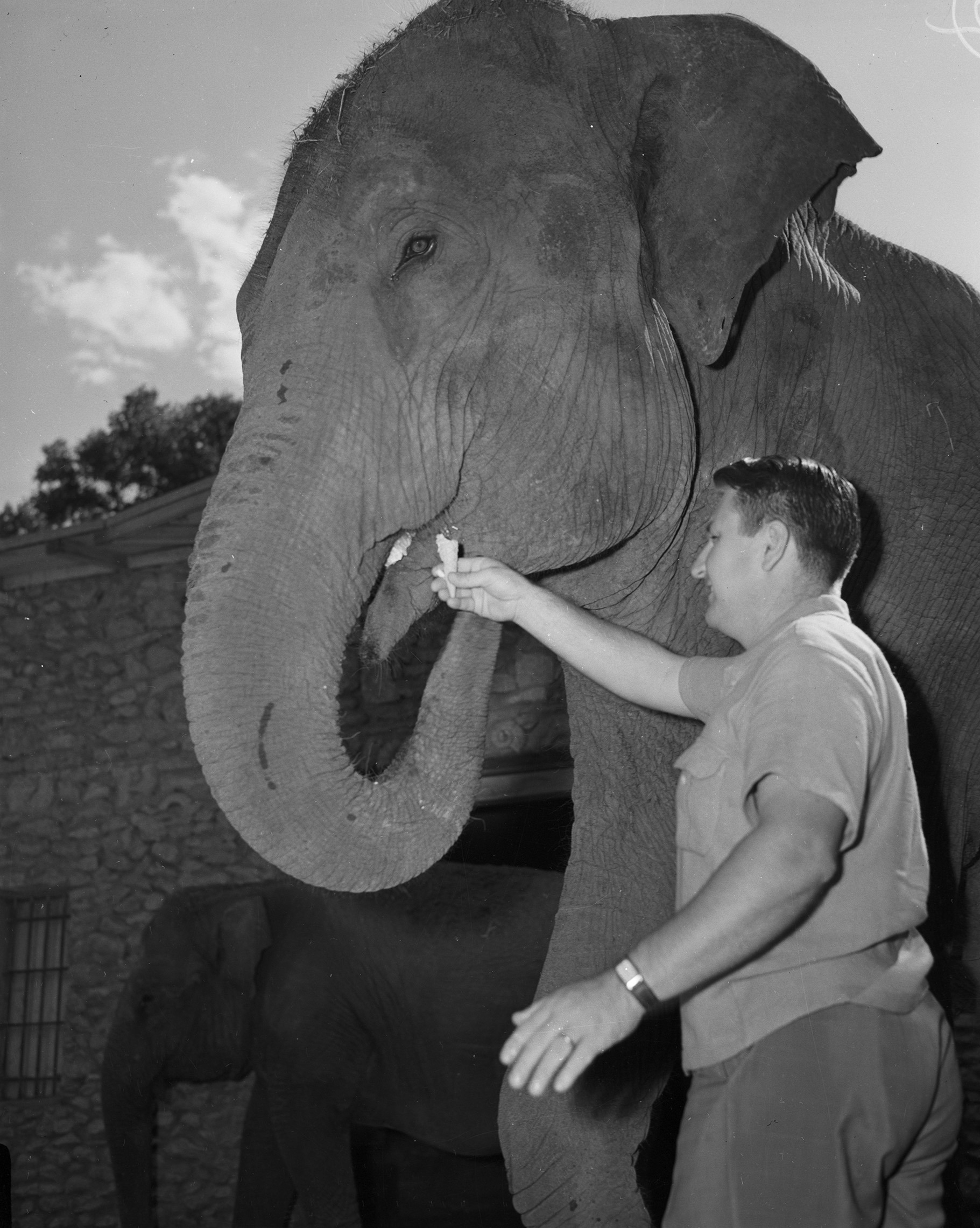 Black and white photo of Queen Tut, the enormously popular elephant from the Fort Worth Zoo who helped in the construction of the Garden.