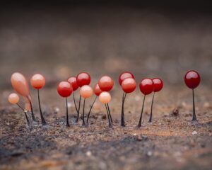 Red and orange heads on black stalks of slime mold Comatricha nigra