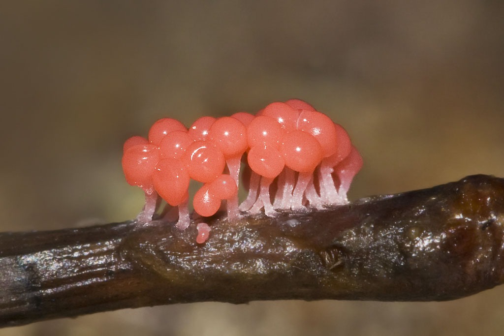 Tubifera ferruginosa slime mold