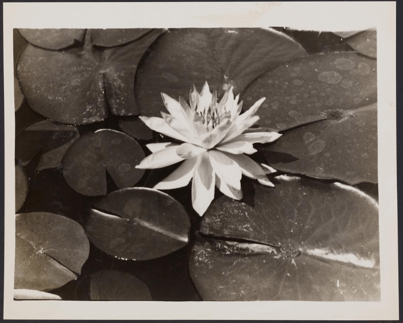 Waterlilies from the first season of planting ca 1935