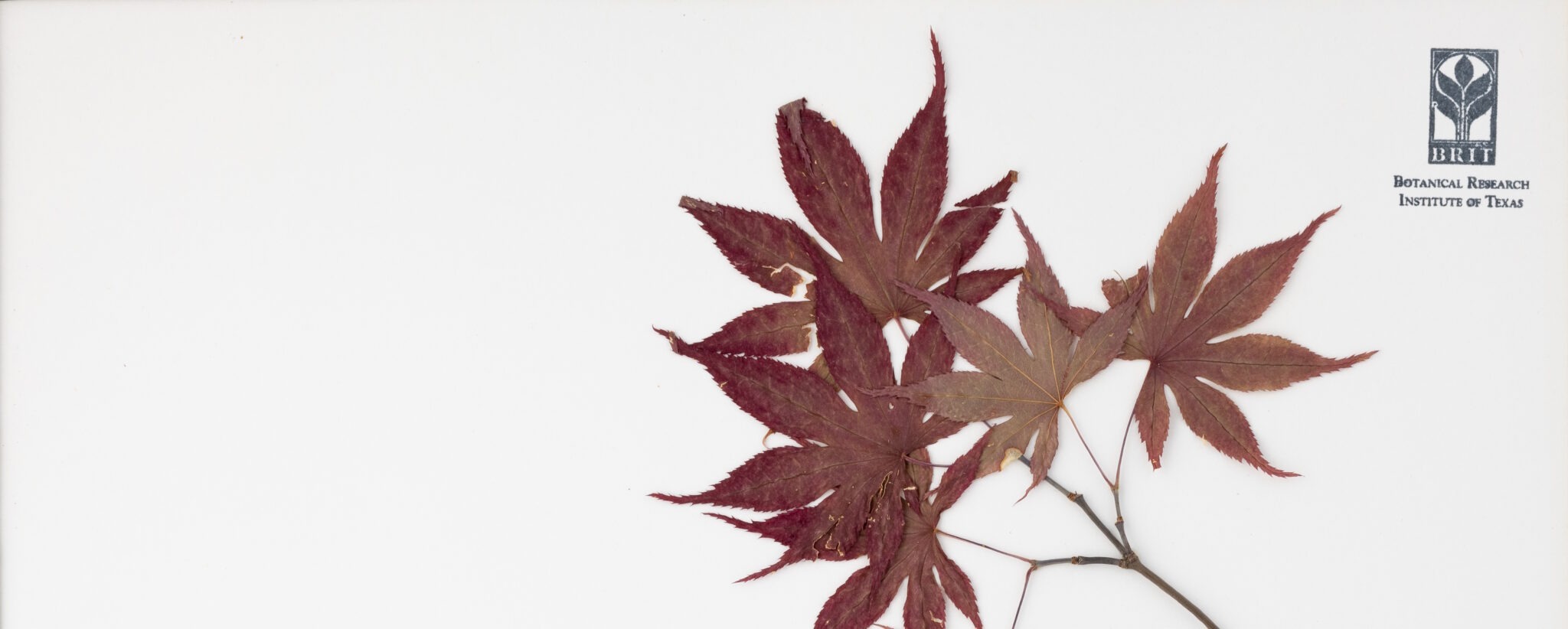 Japanese maple herbarium specimen