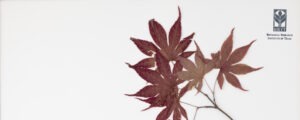 Japanese maple herbarium specimen