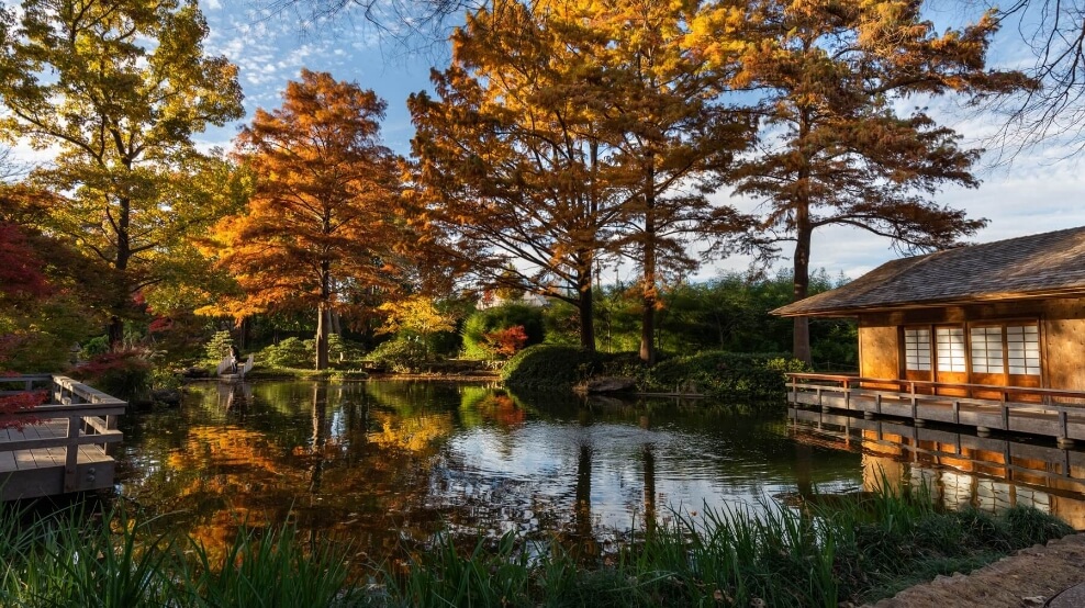 Discover Forest Bathing: June