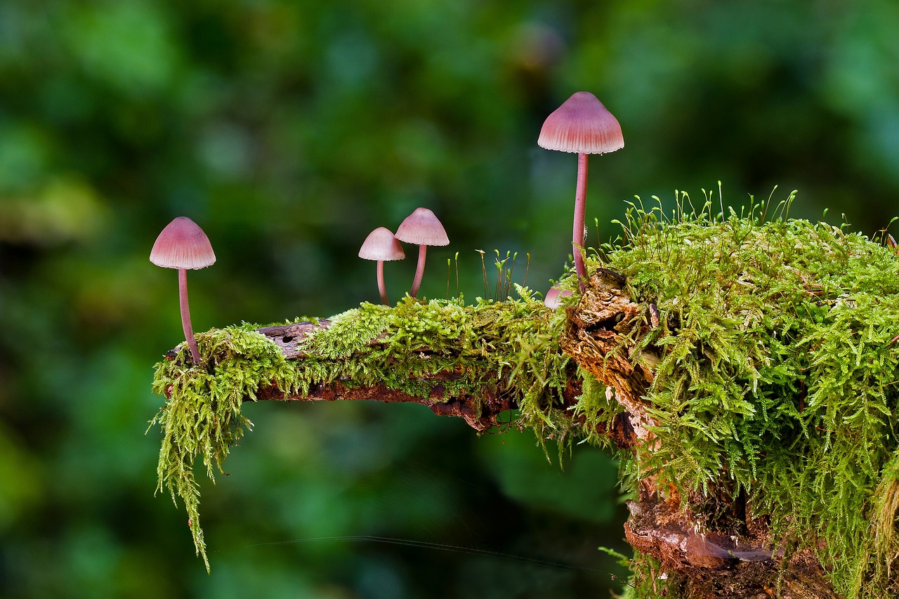 Girls Nature Workshop: Tabletop Biosphere