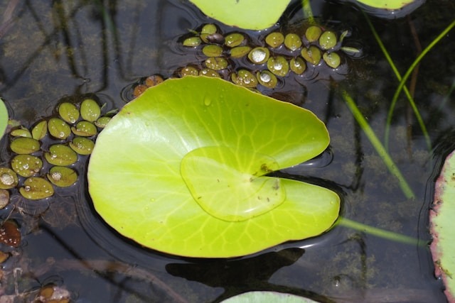 Homeschool Day: Wetland Wonders